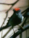 bf_birdkinglet2.jpg